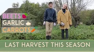 Autumn's Final Carrot and Beet Harvest + Garlic Planting for a next Spring!