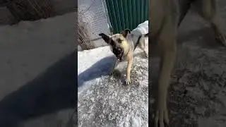 Овчарка Zara прыгает на снег и мешает мести