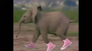 Stylish Elephant Out the Room