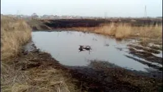 Утки в луже