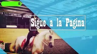 Lipizzano (Raza equina de excelencia)