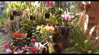 Rlc. Nadia Song. Первое Цветение Малышки Каттлеи, Песня Нади, Королева Джунглей, Всякое 💥