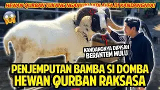 PENJEMPUTAN HEWAN QURBAN RAKSASA! BAMBA SI DOMBA TUKANG NGAMUK! KANDANGNYA SAMPE DIPISAHIN!
