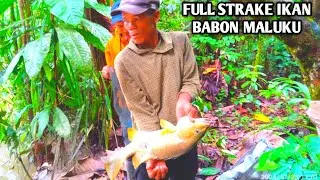 KAGET LAGI ENAK ENAK MAKAN  TIBA TIBA BABON NARIK SENAR || panen ikan babon