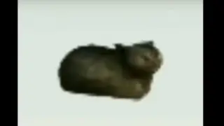 OIIAOIIA cat