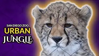 Urban Jungle |  San Diego Zoo