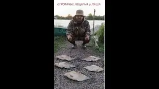 Ловля ОГРОМНОГО ЛЕЩА на р.Паша!!!