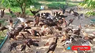 Aseel Chickens Farming || Backyard Chickens
