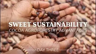 DAY THREE: Sweet Sustainability | Cocoa Agroforestry Advantages