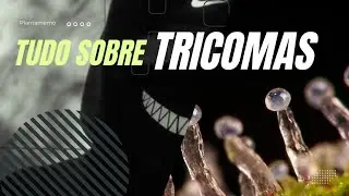 Tudo sobre TRICOMAS, a Medicina do Século
