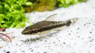 Otocinclus mating dance