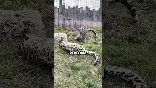 This snow leopard will melt your heart ❤️ 