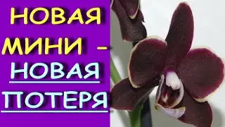 ПОТЕРИ есть У ВСЕХ:орхидея из ЛЕРУА phal. Sogo Banana Chocolate 