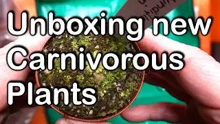 Unboxing Carnivorous Plants (Pinguicula and Sundews)