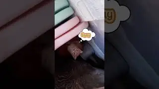 #котята