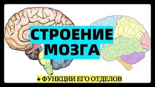 Строение головного мозга человека анатомия ЕГЭ отделы мозга функции