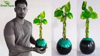 It's an Interesting Idea of Growing Money plant Like a Tree | Money plant Decoration//GREEN PLANTS