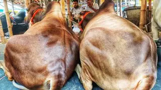 ঘুরে দেখা গাবতলী হাটের বড় বড় গরু • Gabtoli Gorur Hat • Qurbani Goru • Cow Lovers