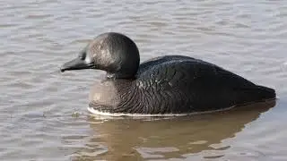 Турпан горбоносый самка