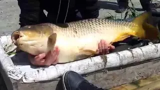 carp 25kg (mika alas)
