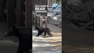 Black Bear crosses trail at Sequoia National Park #shorts #nationalpark #bear #adventure #travel
