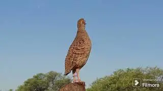 Dakhni Teeter voice||