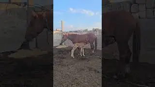 Молодая кобыла не принимает жеребёнка, что делать. 