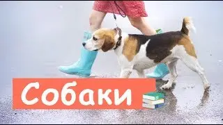 Понимают Ли Собаки Человеческую Речь?