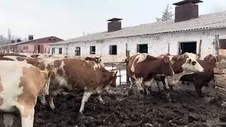 СУТ БАГЫТЫНДА УЙЛАР САТЫКА ЧЫКТЫ 0709718051