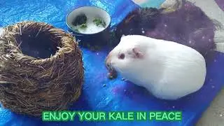 It's the guinea pig's 4th birthday/pickup day!