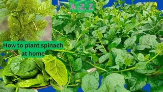 How to harvest spinach seeds | How to grow spinach at home