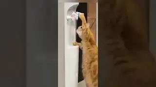 кот смог попить сам!!!