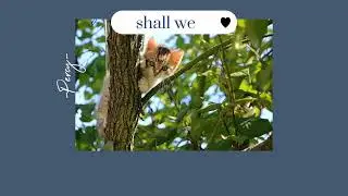Shall we- Percy (lyrics)🥺🦫