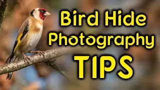 Tips for Bird Hide Photography