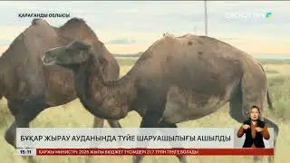 Қарағанды облысында түйе шаруашылығын ашылды