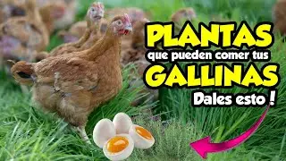 18 Plantas nutritivas para gallinas que puedes cultivar en tu jardín 🐔🪴
