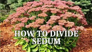 HOW TO DIVIDE BOOST GROW SEDUM AUTUMN JOY HARDY PLANT #howtodivide #howtogrow #gardening #sedum