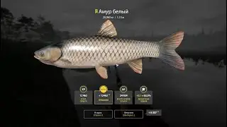 🐟Рекорд, Белый Амур 26 кг #русскаярыбалка4 #russianfishing4 #рыбалка #трофей #амур #carpfishing
