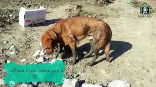 Приют для собак 