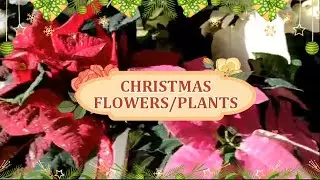 CHRISTMAS FLOWERS/PLANTS
