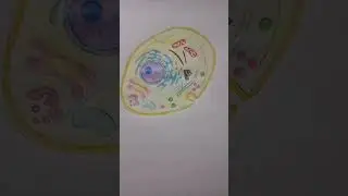 human cell / structure of cell /drawing of cell