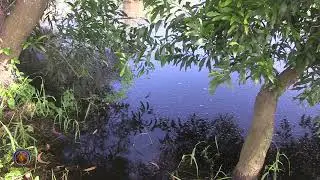 2024 Rising Waters in Mayapur with Kirtan Led by H.G. Pawan Harinam dasa.