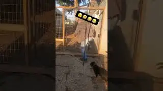 Puppies and their wahala 