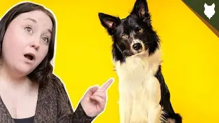 HOW ADAPTABLE ARE BORDER COLLIE