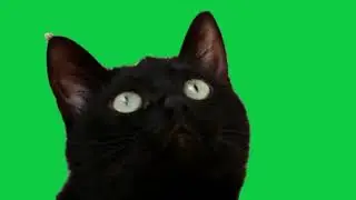 Black Cat Green Screen Effects [Free to use]