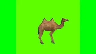Camel standing idle in different angles free green screen videos