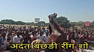 jasra horse show 2021:। marwari milk tooth filly । मारवाङी अदंत बछङी।