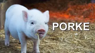 PIGGE