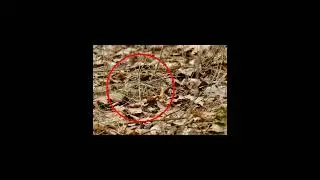 find an animal