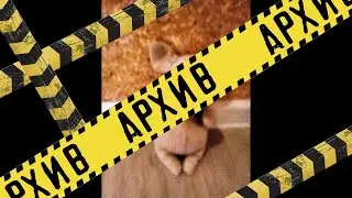 ВОЕВОЛЬНАЯ МАКАКА 
